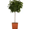 Kugelamberbaum 'Gum Ball' Halbstamm 26 cm Topf