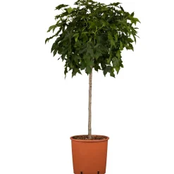 Kugelamberbaum 'Gum Ball' Halbstamm 26 cm Topf