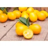 Kumquat 14 cm Topf