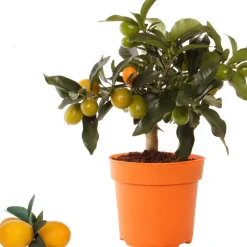 Kumquat 14 cm Topf
