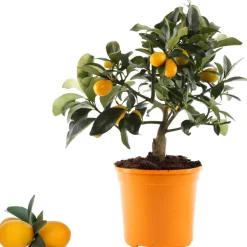 Kumquat 12 cm Topf