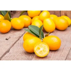 Kumquat 12 cm Topf