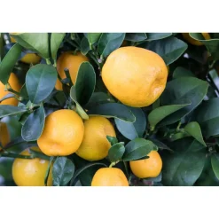 Kumquat am Spalier 12 cm Topf