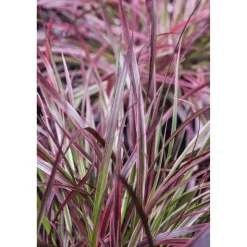 Lampenputzergras 'Fireworks®', 19 cm Topf