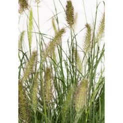 Lampenputzergras 'Hameln' 14 cm Topf