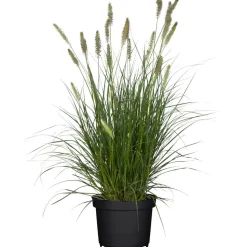 Lampenputzergras 'Hameln' 19 cm Topf