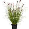 Lampenputzergras 'Red Buttons' 19 cm Topf