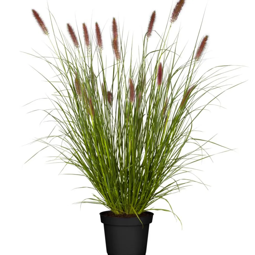 Lampenputzergras 'Red Buttons' 19 cm Topf