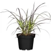 Lampenputzergras 'Rubrum', 19 cm Topf