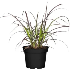 Lampenputzergras 'Rubrum', 19 cm Topf