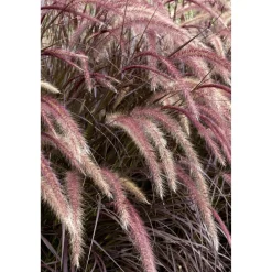 Lampenputzergras 'Rubrum', 19 cm Topf