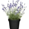 Lavendel 14 cm Topf