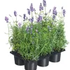 Lavendel blau 6er-Tray
