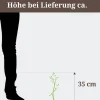 Lebensbaum "Aurea Nana"
