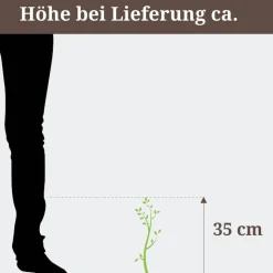 Lebensbaum "Aurea Nana"