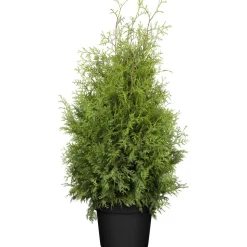 Lebensbaum 'Brabant', 33 cm Topf
