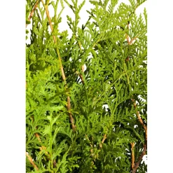 Lebensbaum 'Brabant', 26 cm Topf