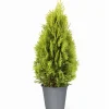 Lebensbaum 'Golden Smaragd®' 60-70 cm 19 cm Topf