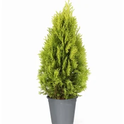 Lebensbaum 'Golden Smaragd®' 60-70 cm 19 cm Topf
