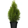 Lebensbaum 'Smaragd', 70-80 cm, 29 cm Topf