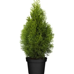Lebensbaum 'Smaragd', 70-80 cm, 29 cm Topf