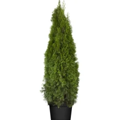 Lebensbaum 'Smaragd' 120-140 cm, 29 cm Topf
