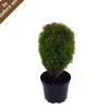 Lebensbaum 'Teddy' 17 cm Topf