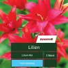 Lilien 'Lilium', 3 Stück, rot