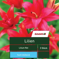 Lilien 'Lilium', 3 Stück, rot