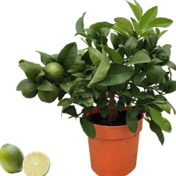 Limette 'Red Lime' 14 cm Topf