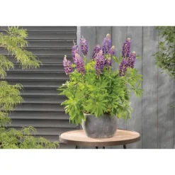 Lupine Mix 13 cm Topf, 2er-Set