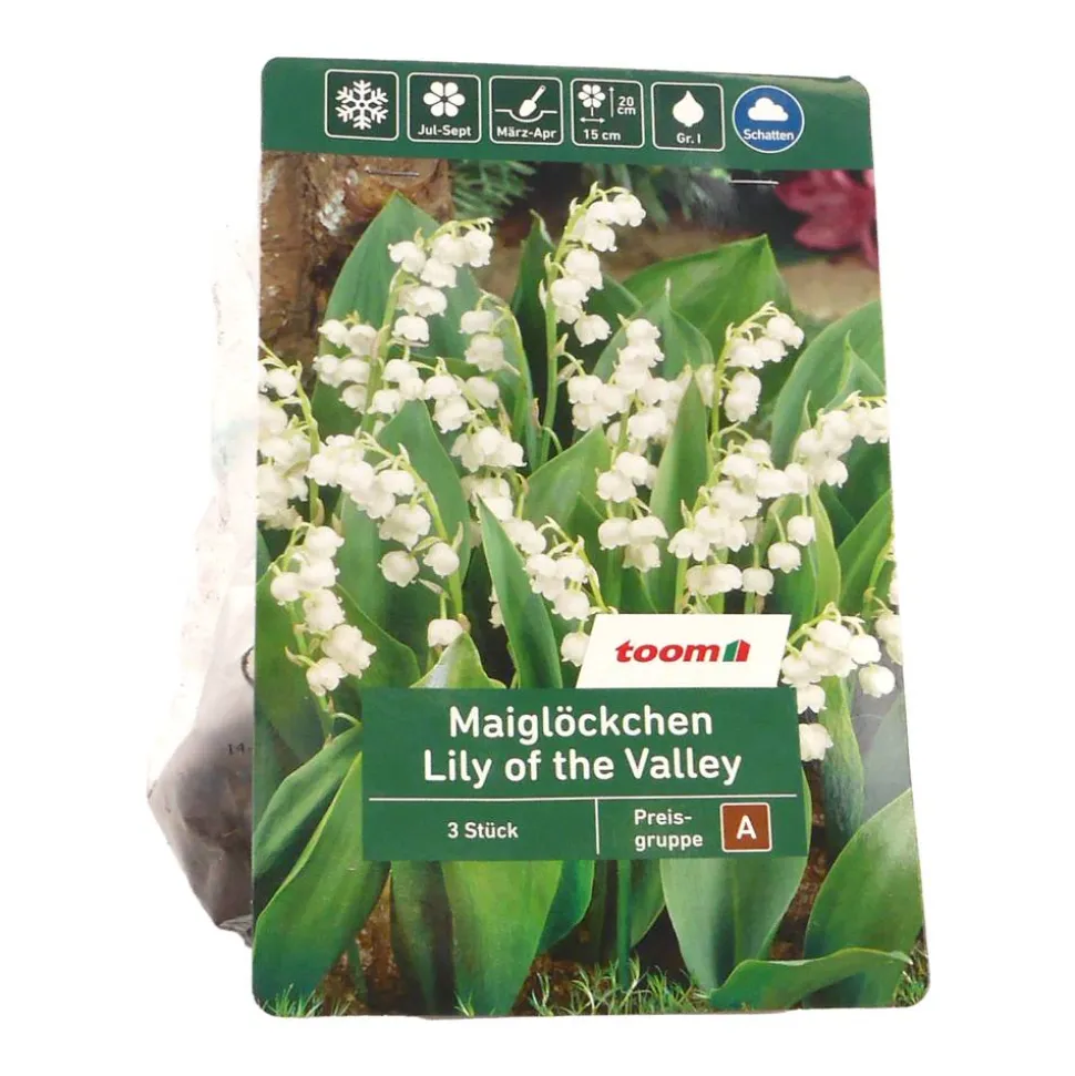 Maiglöckchen 'Lily of the Valley' 3 Stück, weiß