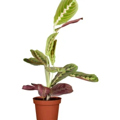Marante verschiedene Sorten, 12 cm Topf