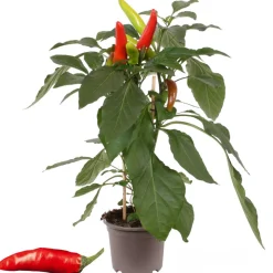 Milde Peperoni mit Früchten 14 cm Topf
