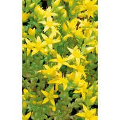 Milder Mauerpfeffer, 9 cm Topf, 3er-Set