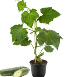 Mini-Snack-Gurke veredelt Citaro® 12 cm Topf