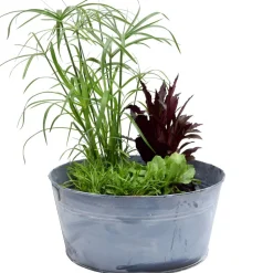 Miniteich-Set mit 4 Pflanzen und Zinkwanne Ø 27 cm