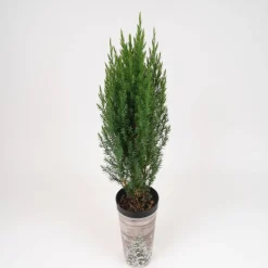 Mini-Weihnachtsbaum inkl. Motiv-Übertopf