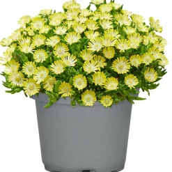 Mittagsblume 'Ice Dance' 13 cm Topf