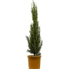 Mittelmeer-Zypresse 30 cm Topf