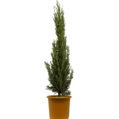 Mittelmeer-Zypresse 30 cm Topf