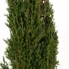 Mittelmeer-Zypresse 'Totem' 23 cm Topf