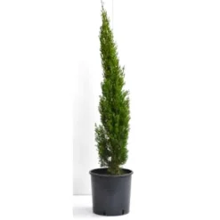 Mittelmeer-Zypresse 'Totem' 23 cm Topf