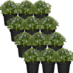 Männertreu blau 9 cm Topf, 12er-Set