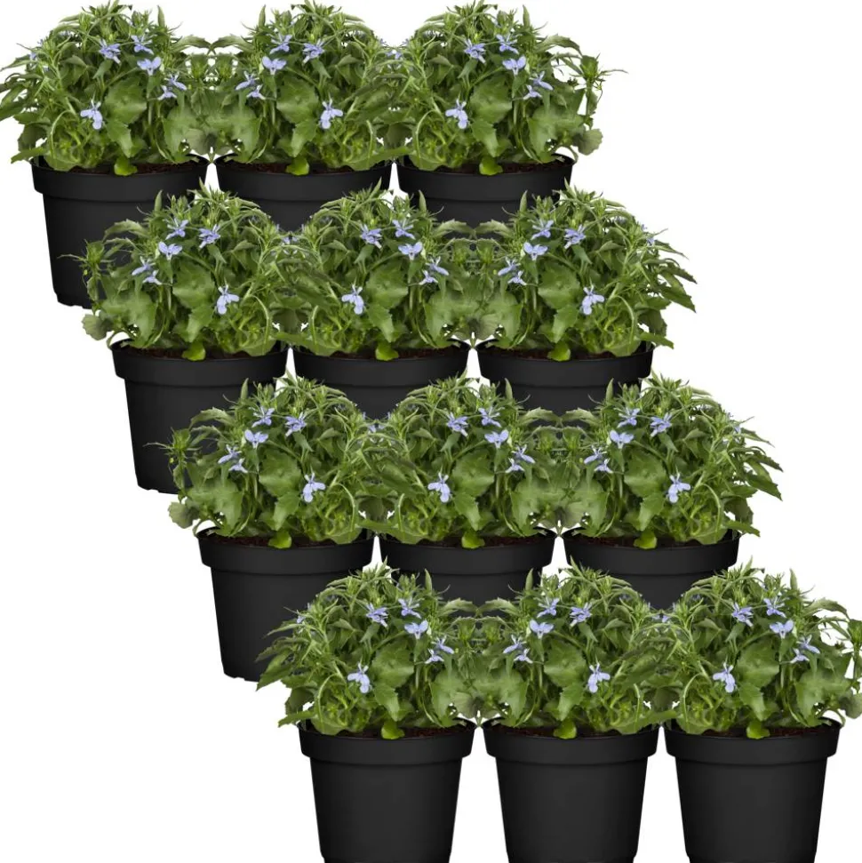 Männertreu blau 9 cm Topf, 12er-Set