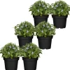 Männertreu blau 9 cm Topf, 6er-Set