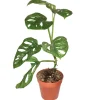 Monstera adansonii 'Mint' 12 cm Topf