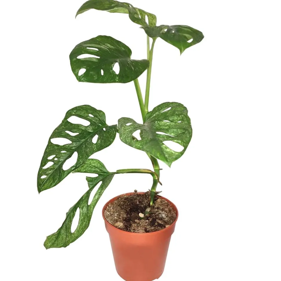 Monstera adansonii 'Mint' 12 cm Topf