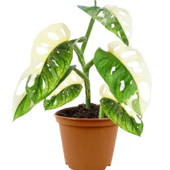 Monstera 'Adansonii variegata' 12 cm Topf