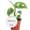 Monstera 'Esqueleto' 12 cm Topf